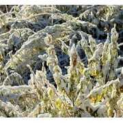 黑龙江九月罕降大雪 银装素裹美如画 (10)