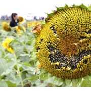 南京市民“辣手摧花” 抠出葵花表情包 (10)