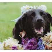 宠物犬陪伴主人14年 病逝前"出席"主人婚礼 (8)