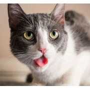 摄影师拍喵星人吃猫薄荷 表情兴奋可爱小猫图片壁纸 (5)
