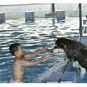 成都宠物泳池火爆 狗狗游泳90元需预约 (12)
